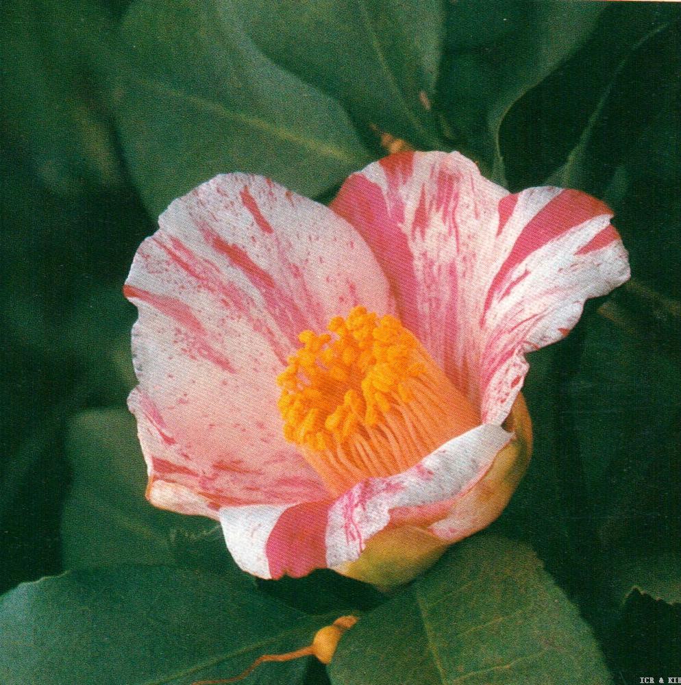 mihata-cultivars-international-camellia-register