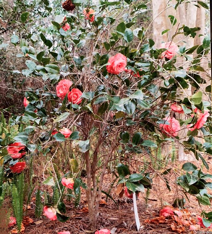 21 Woodland's Peach Blossom Growth