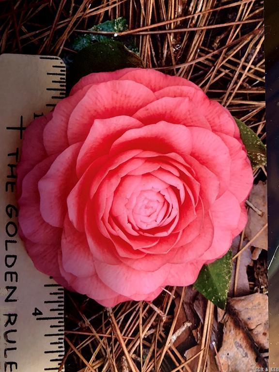 21 Woodland's Peach Blossom Measured