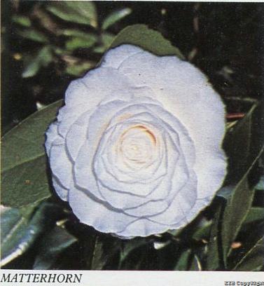Matterhorn-Cultivars-International Camellia Register