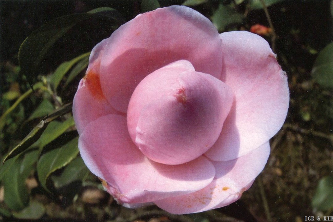 Jixinyinhong(1)