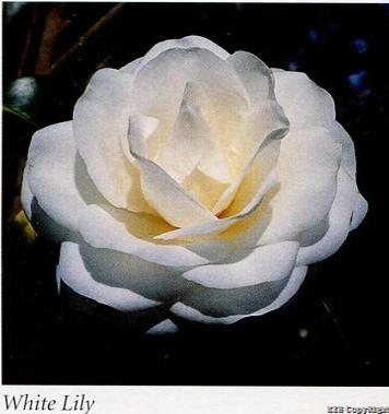 White Lily