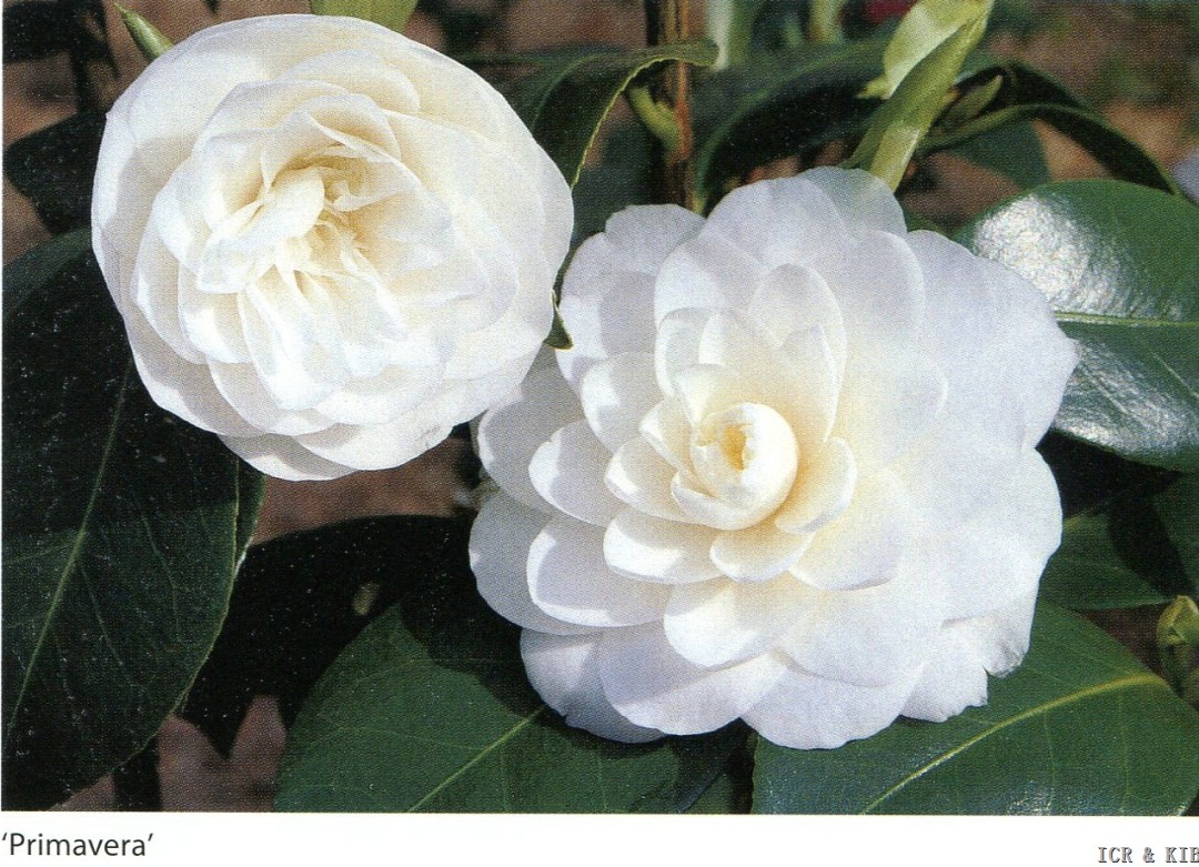 Primavera