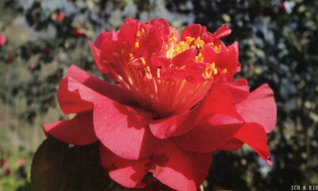 Huohua(3)