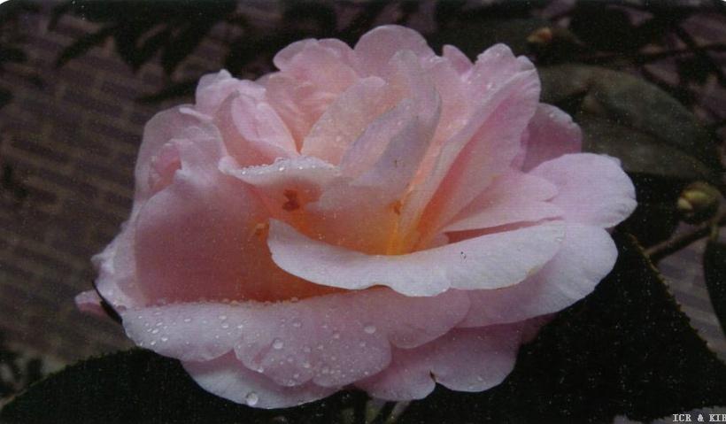 Nuchunhong(2)