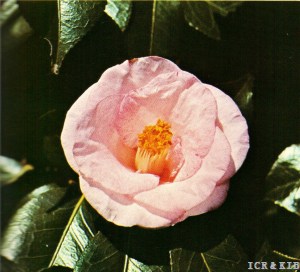 Chikushi-no-haru