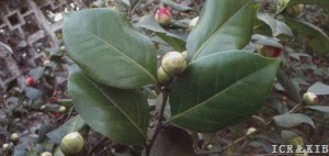 Xiaohonglian