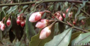 Camellia rosthorniana