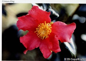 Crimson King