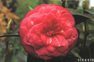 Gloria delle Isole Borromee