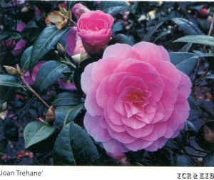 Joan Trehane