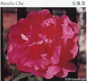Baozhu Cha