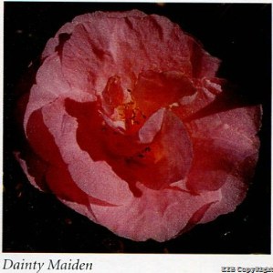 Dainty Maiden