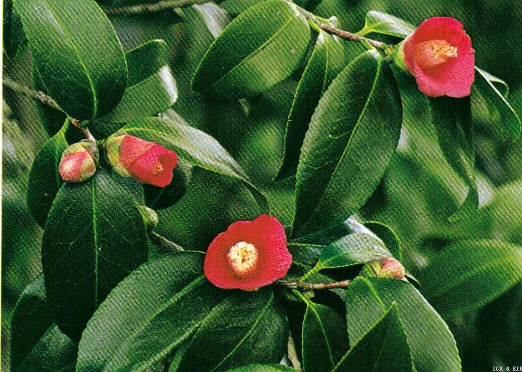 tenrinji-gakk-cultivars-international-camellia-register