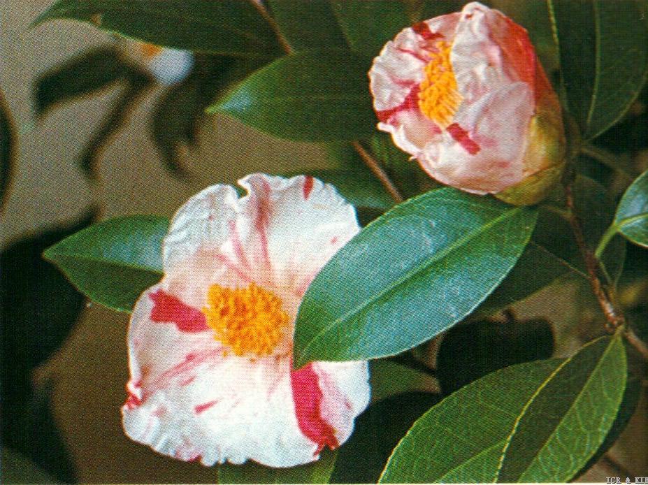 Asahi-no-hikari