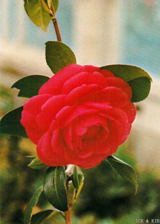 Prince Murat