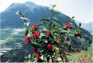 Camellia brevigyna 1