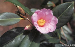 Tarōkaja