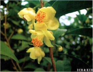 Camellia pingguoensis D.Fang