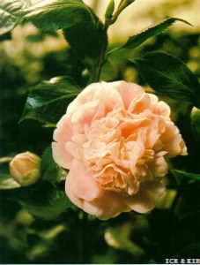 上田桜葉