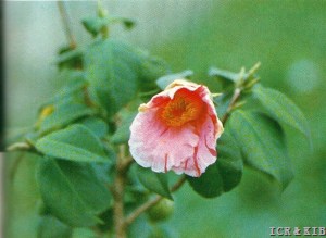 Koshiji-kara-nishiki