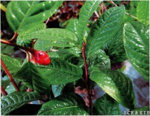 Camellia rubriflora