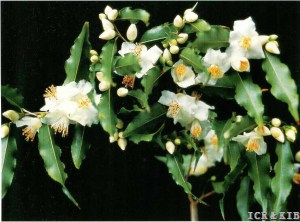 Camellia tsaii 1