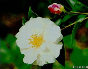 Haresugata (hiemalis)