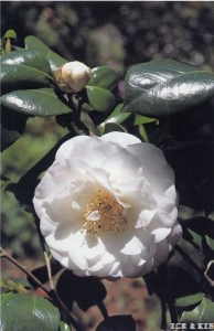 Shiro-suminokura