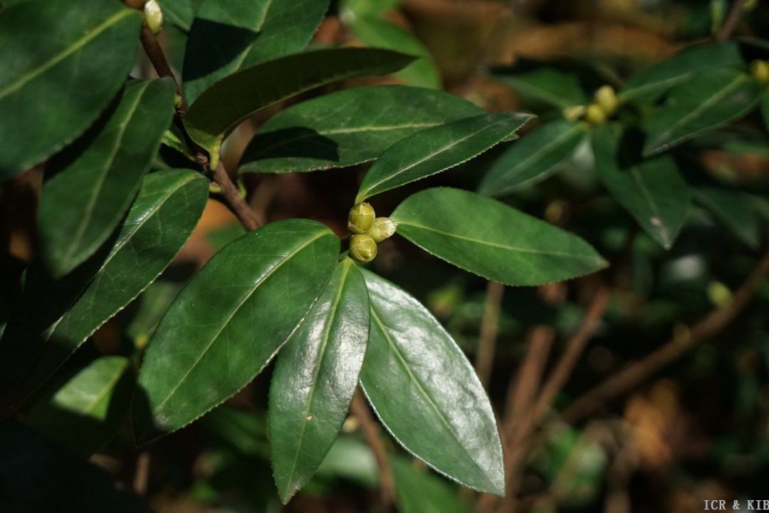 Tongzimian-Cultivars-International Camellia Register