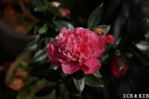 Anticipation Variegated