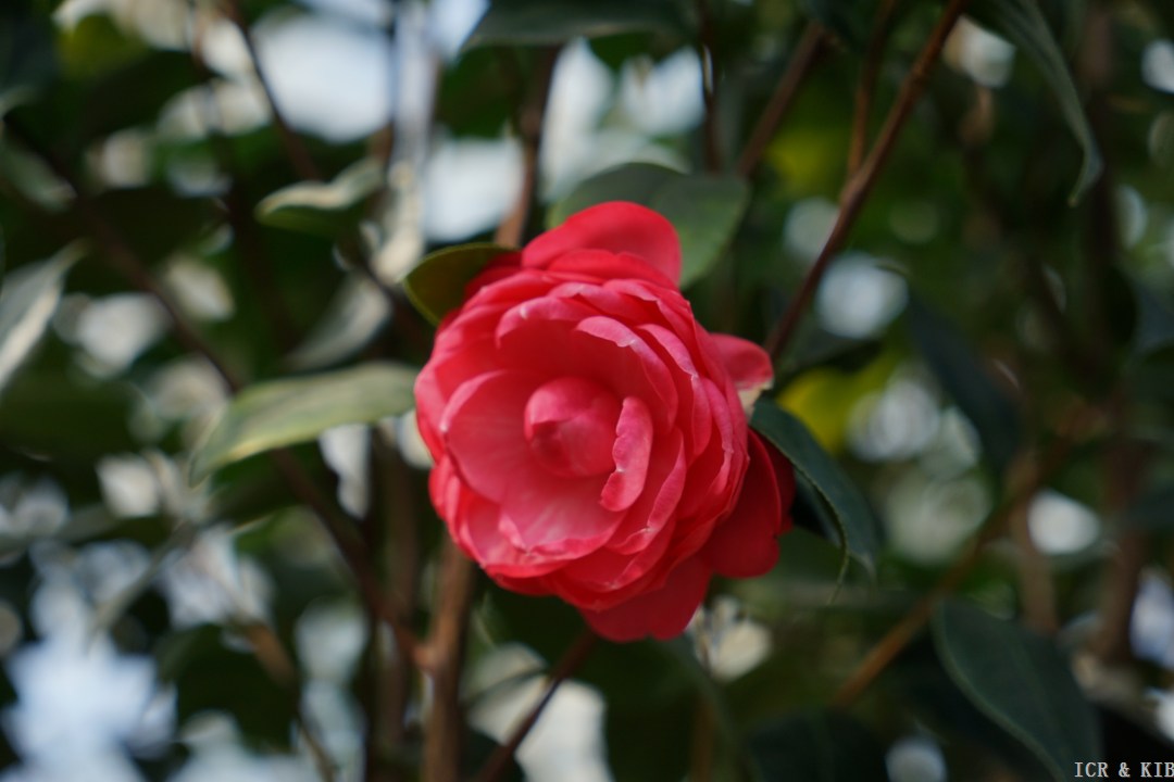 旭日升天dsc01346-photos-international camellia register