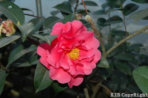 Taihe Mudan