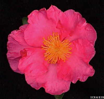 DAN's Joan-8380143196