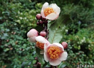Benibana-cha