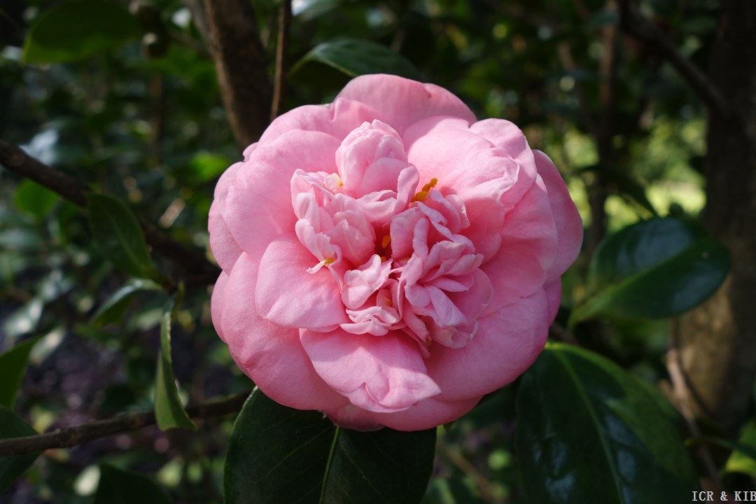 粉芙蓉88153dsc06746