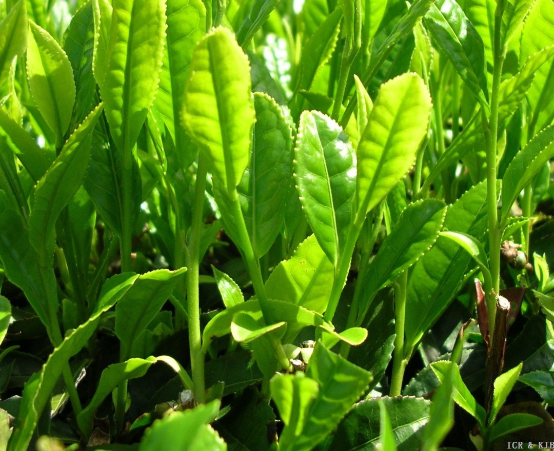 Yabukita Green_tea_leaves