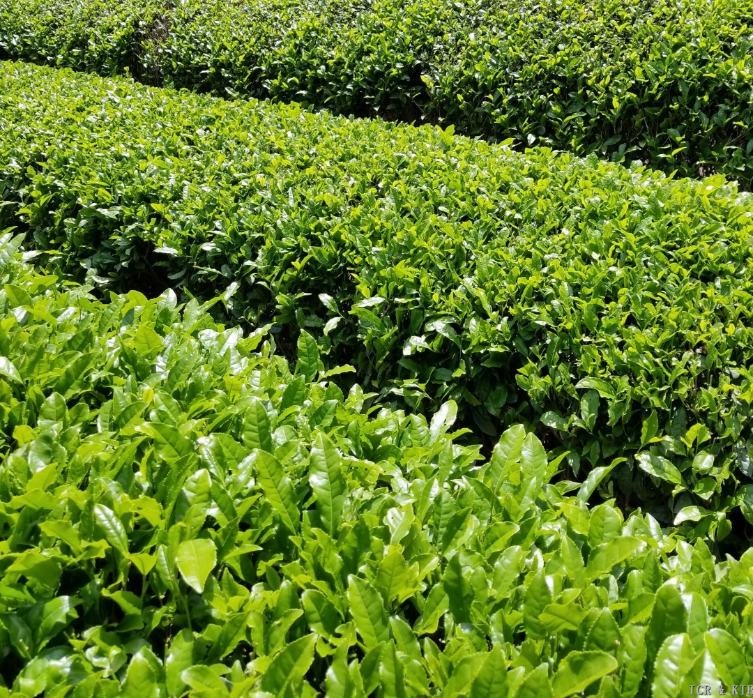 Yabukita_tea_leaves