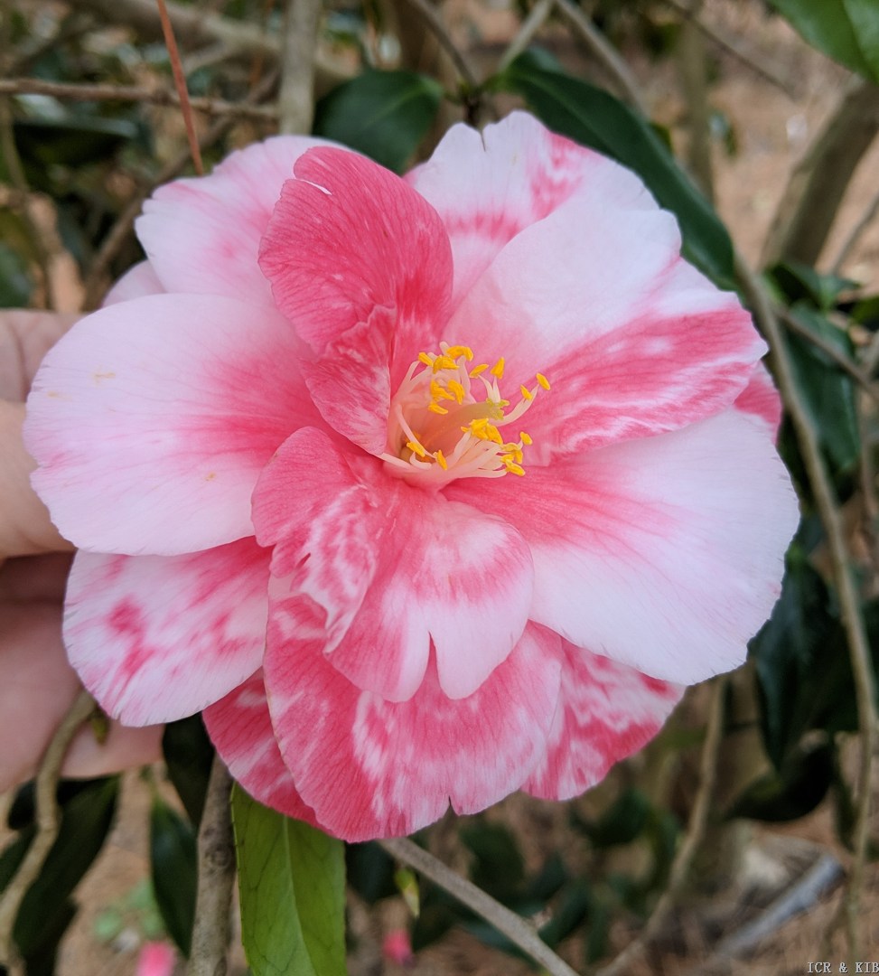 bcLIi-Marguerite Sears Supreme