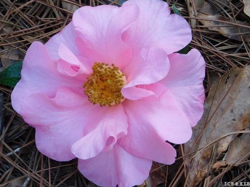 WT7t4-Flamingo Princess Bloom
