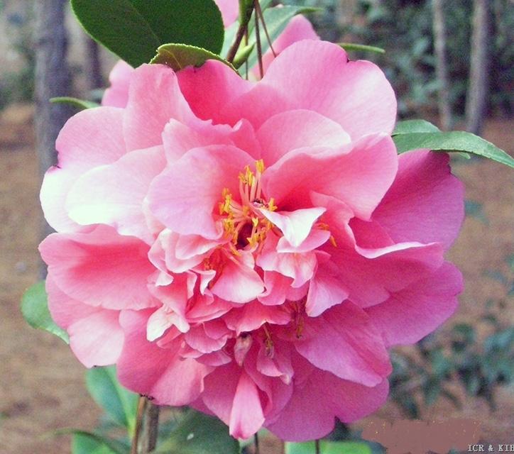KN-PW-Linda B. Browne Bloom