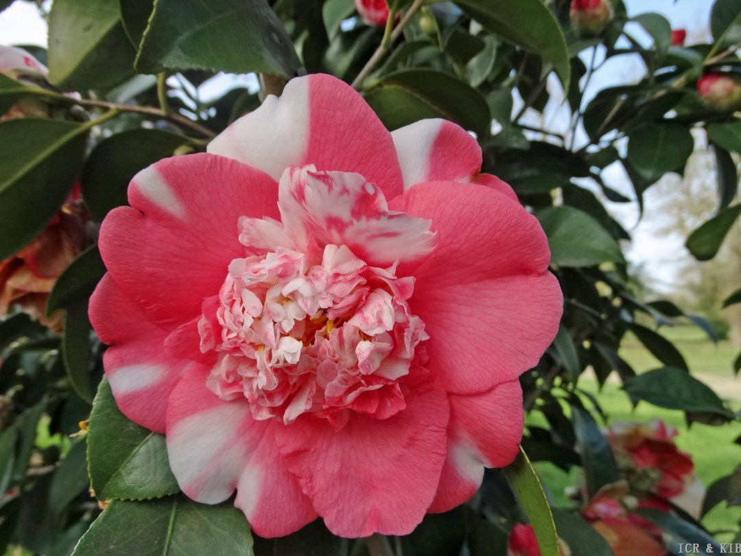 camellia japonica tree Greensboro Red Camellia Shrub/Bush main image 0