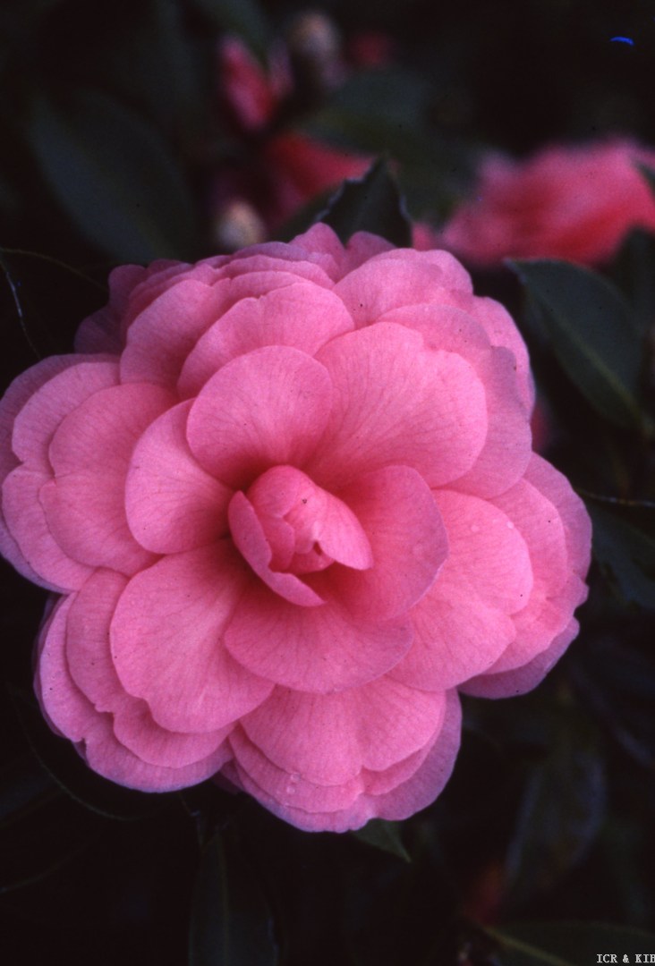 CN04S-Pacific Beauty hyb NZ 1989