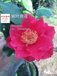 Holly Bright