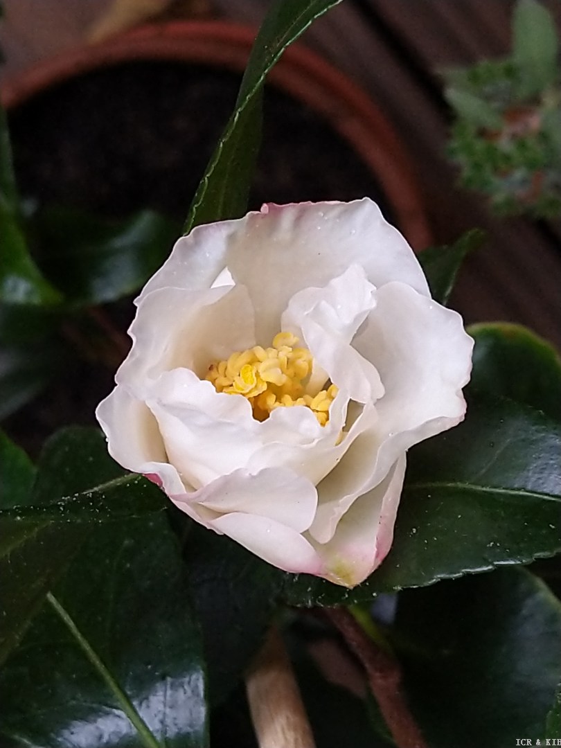 《台湾茶花族谱》,p.126. hinode-gumo 日の出云(sunrise cloud).