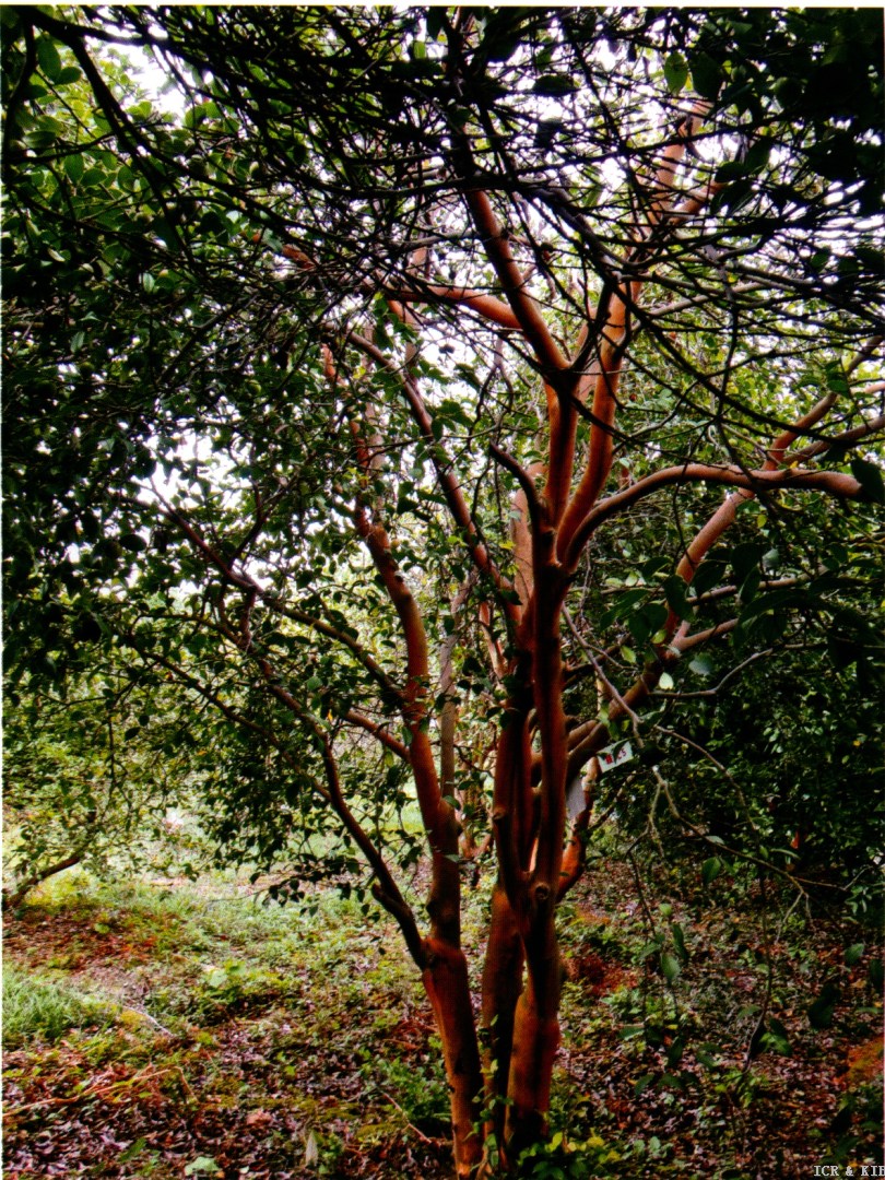 Ganlin Wu No.5 (1)
