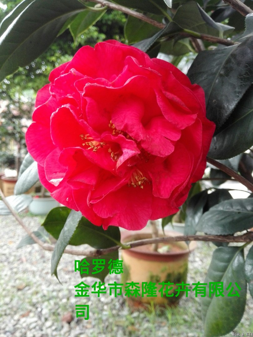 Harold L. Paige-Photos-International Camellia Register
