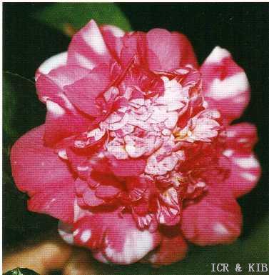 Elegans Variegated-Cultivars-International Camellia Register