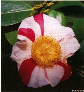 Higo-kyō-nishiki