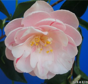 Miyabi-shibori